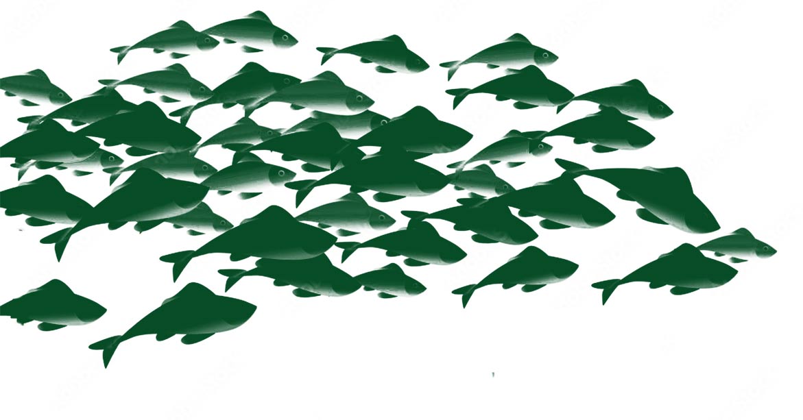 Fish graphic 