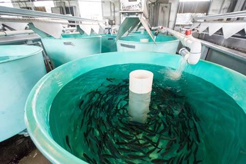 Fish Hatcheries